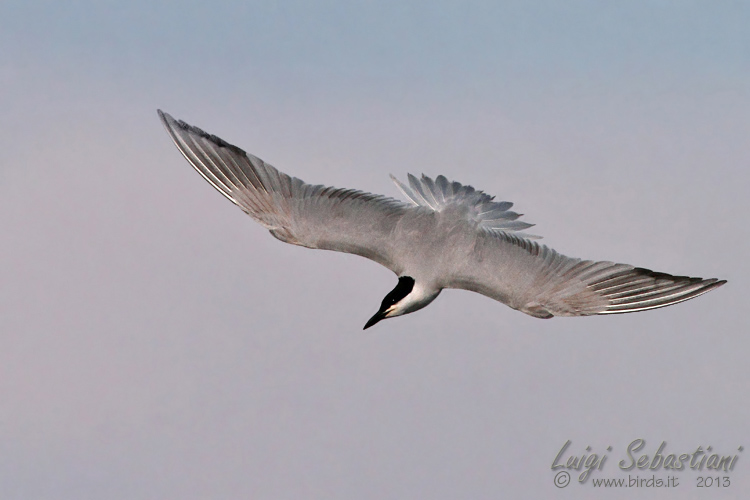 Tern, gull-billed