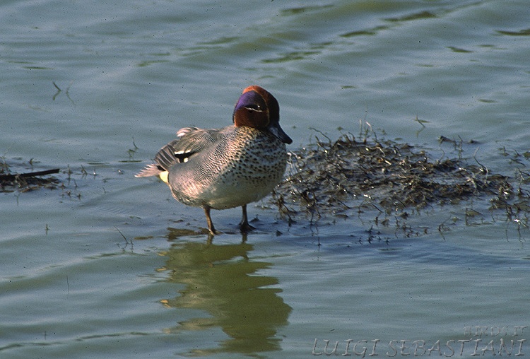 Teal (common)