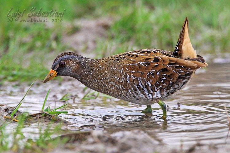 Crake, spotted