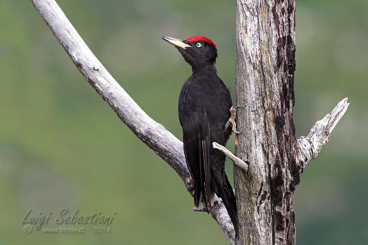 Woodpecker, black