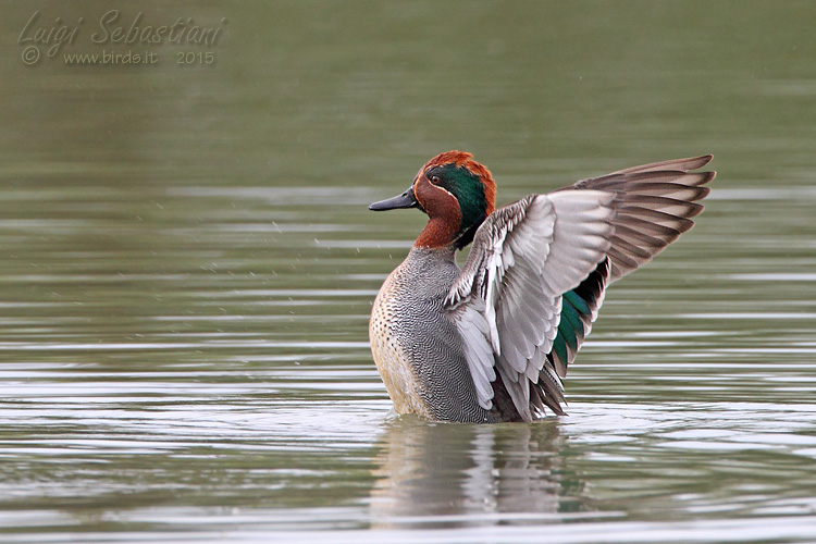 Teal (common)