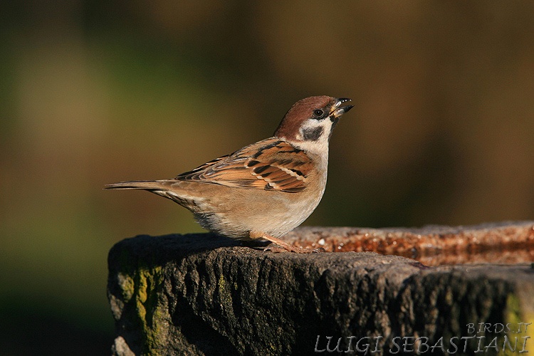 Sparrow, tree