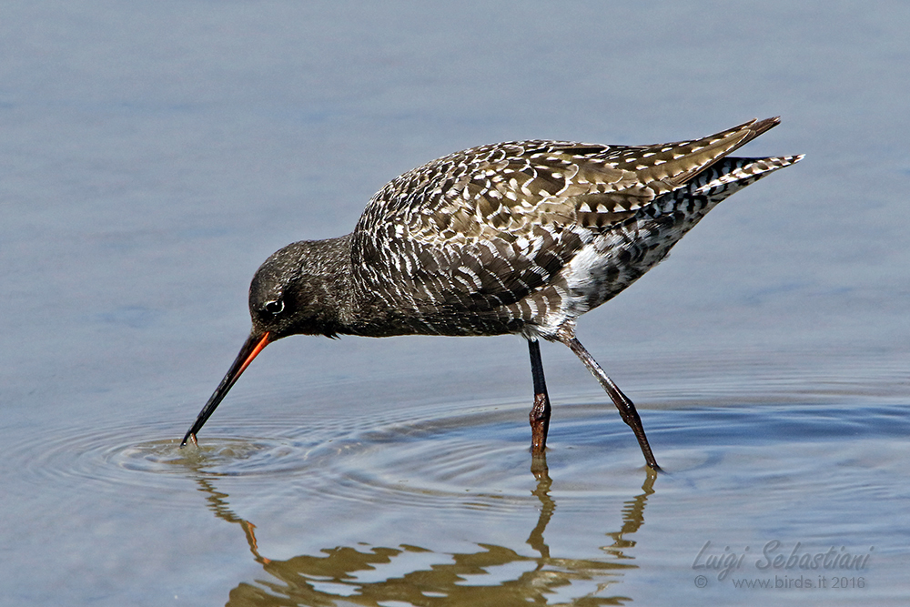 Redshank, spotted