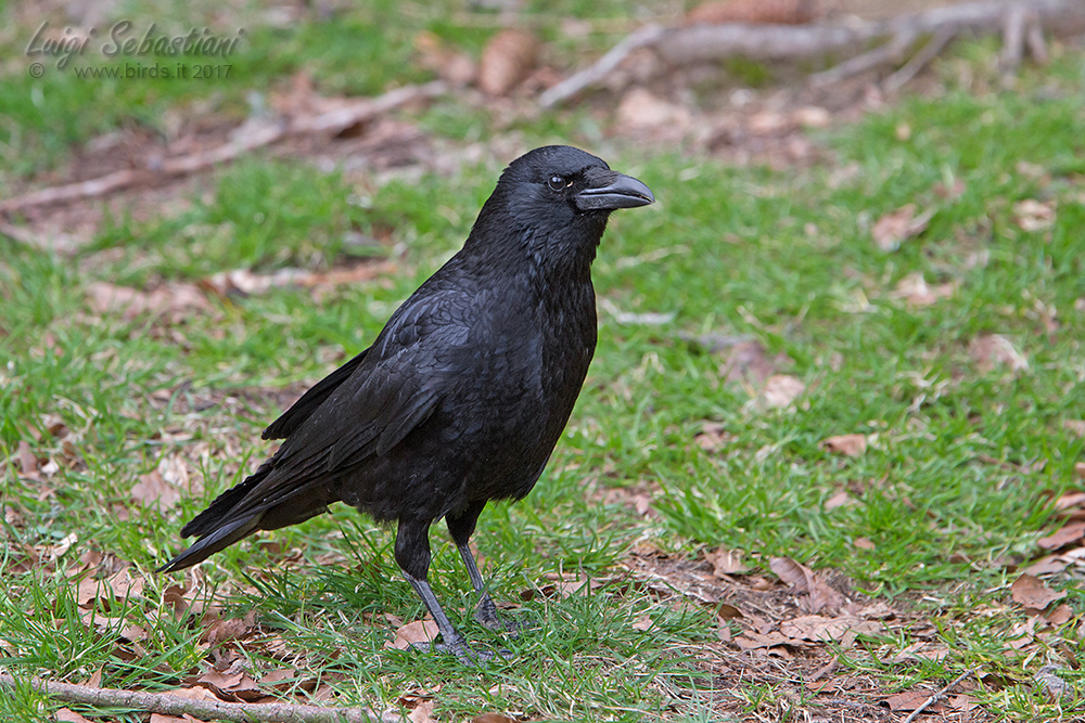 Crow, carrion