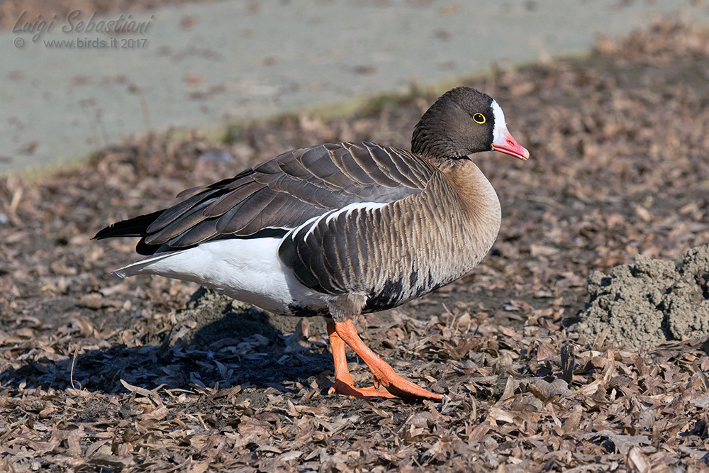 Goose, lesser white-fronted 