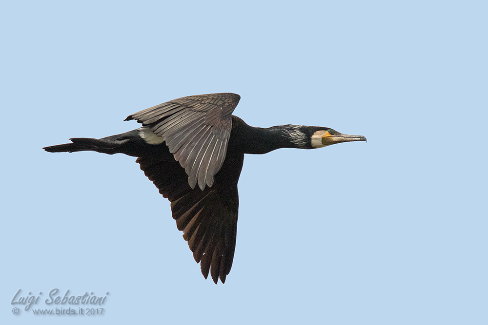 Cormorant, great