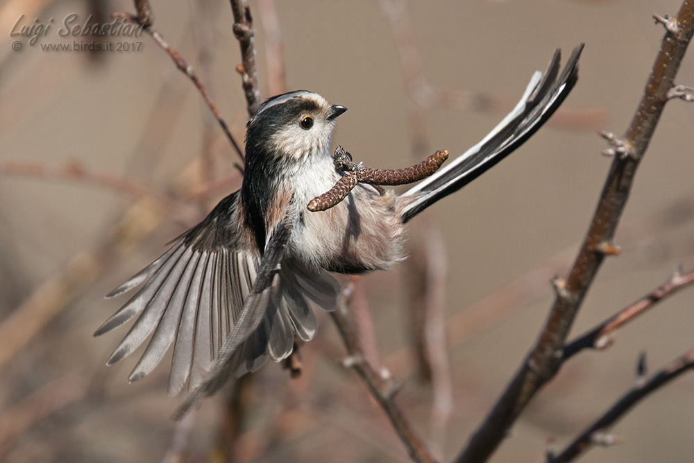 Tit, long-tailed