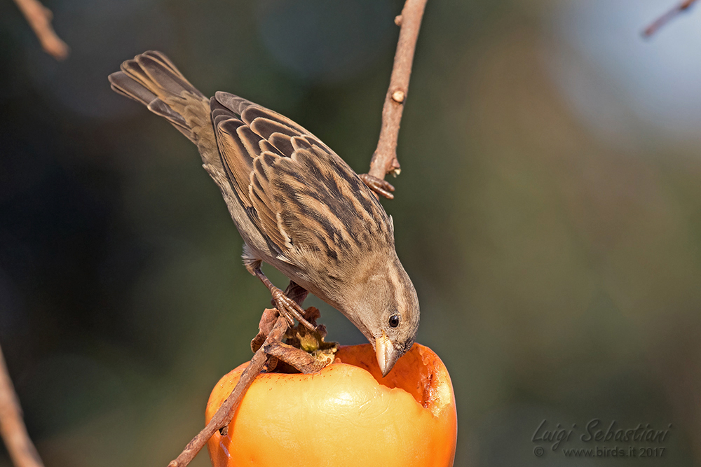 Sparrow, italian