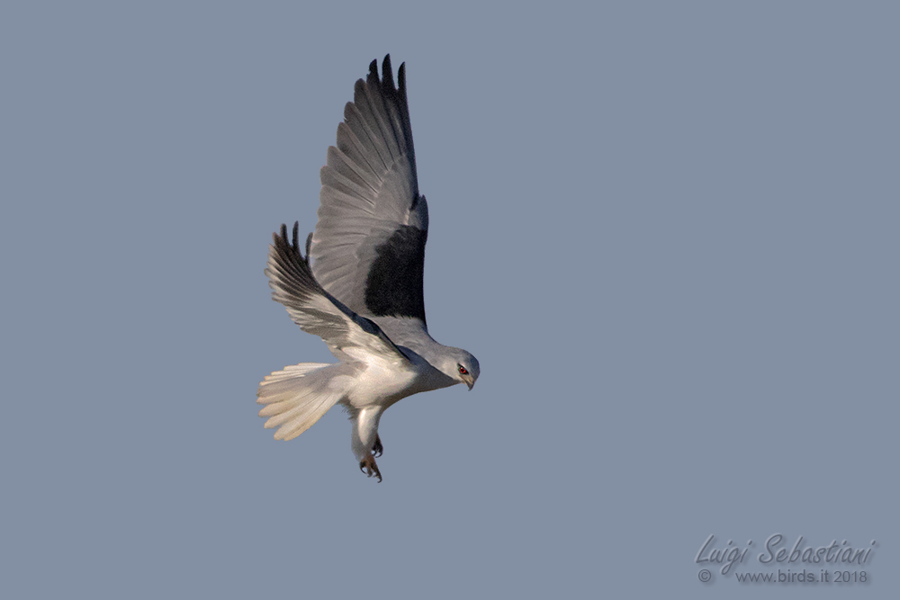 Kite, Black-shouldered 