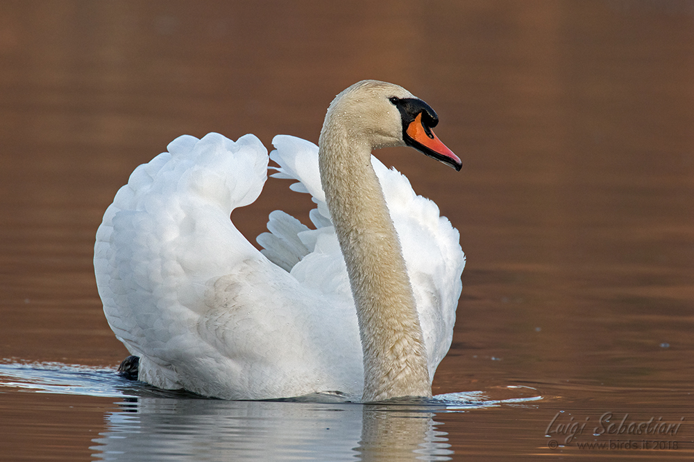 Swan, mute