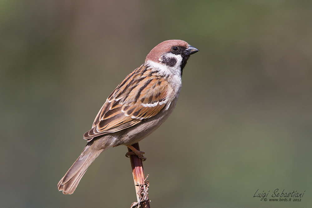 Sparrow, tree