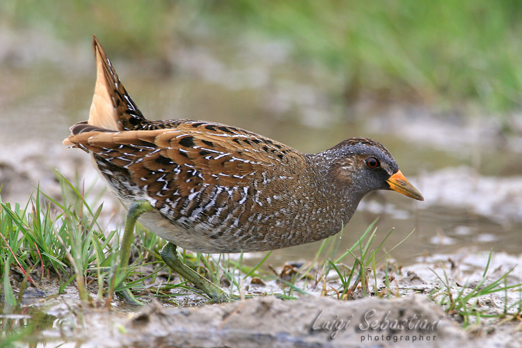 Crake, spotted