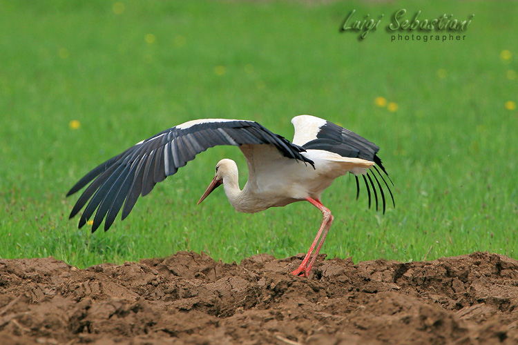 Stork, white