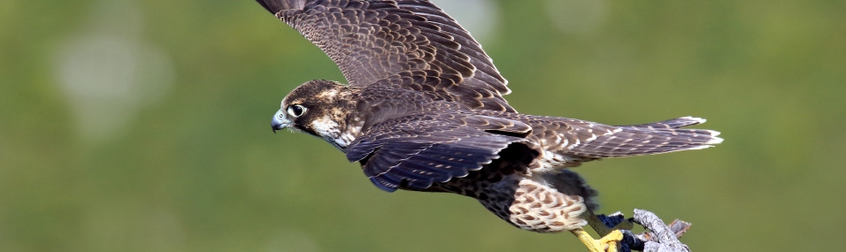 Falco pellegrino