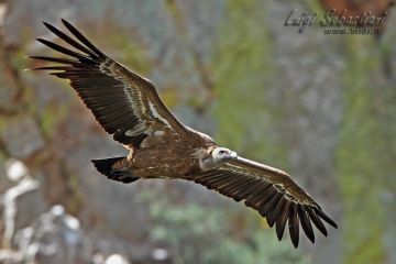Vulture, (eurasian) griffin
