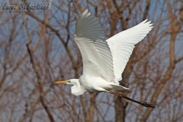 Egret, great white