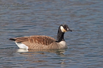 Goose, canada