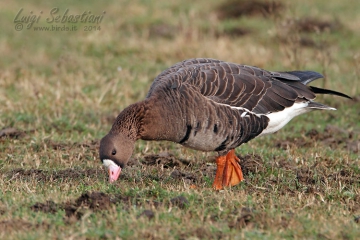 Goose, greater white-fronted 
