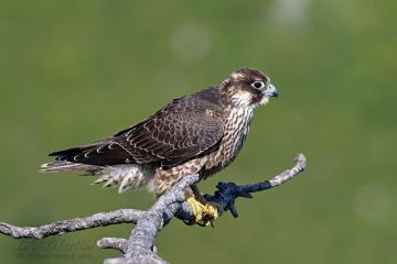 Falco pellegrino