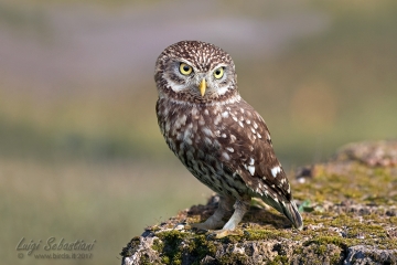 Owl, little