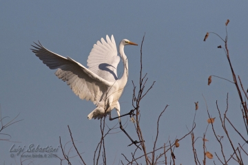 Egret, great white