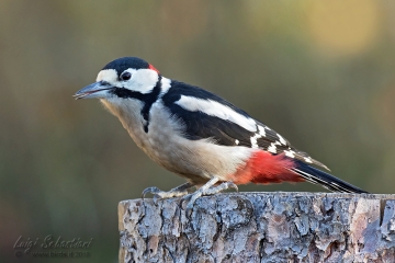 Woodpecker, great spotted