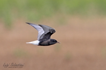 Weißflügel-seeschwalbe 