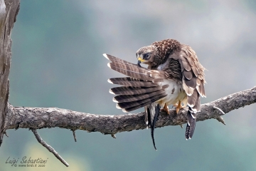 Falco pecchiaiolo