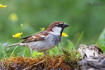Sparrow, italian