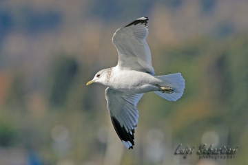 Gull, common (mew gull)