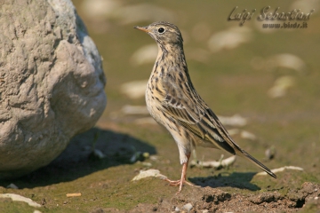 Pipit, meadow