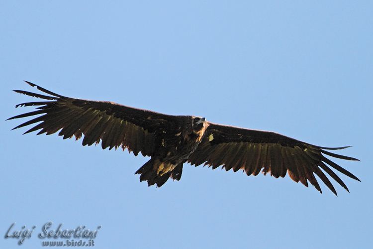 vulture, black (eurasian)