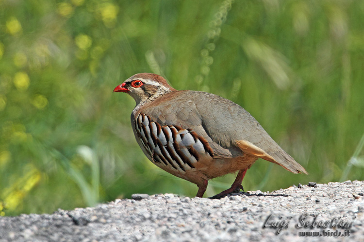 Partridge, red-legged