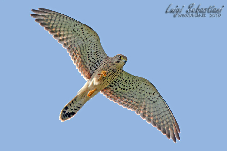 Turmfalke