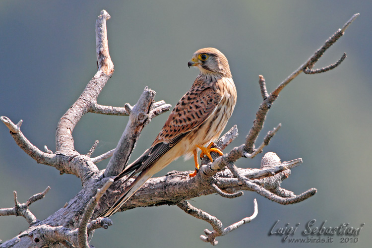 Turmfalke