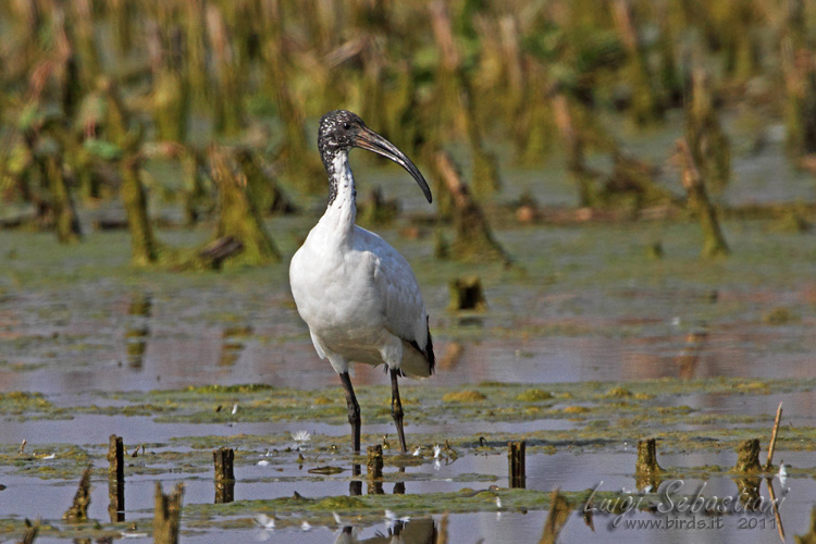 Ibis sacré
