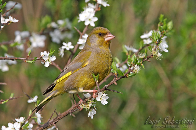 Greenfinch