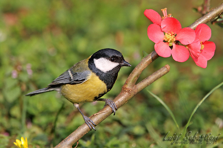 Mésange charbonnière