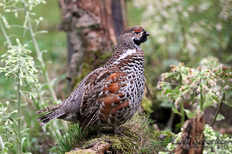 Grouse, hazel