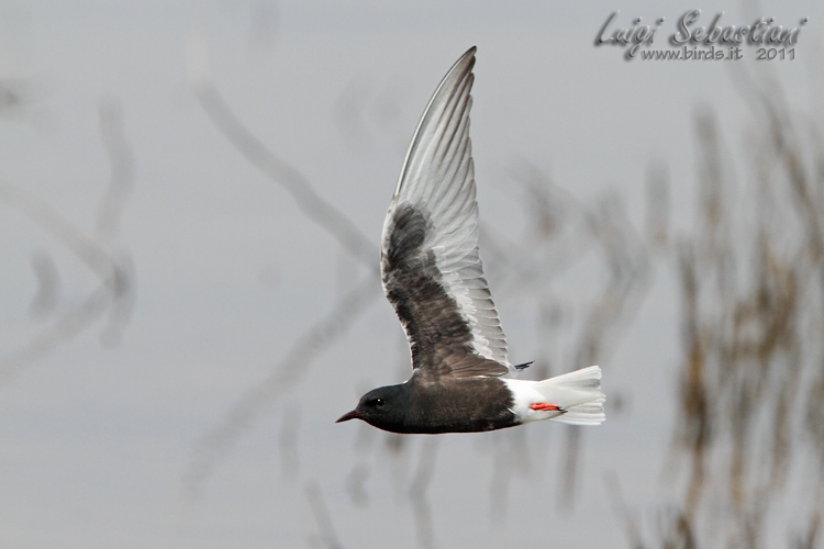 Tern, white-winged 