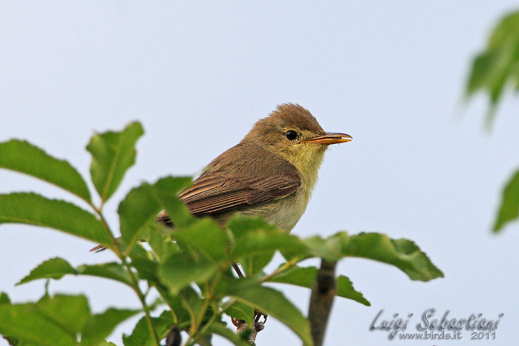 Warbler, melodious