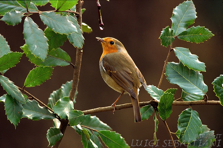Pettirosso