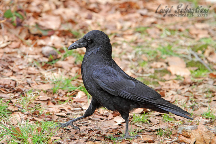 Crow, carrion