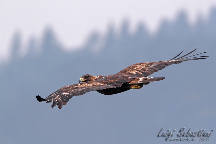Aguila real