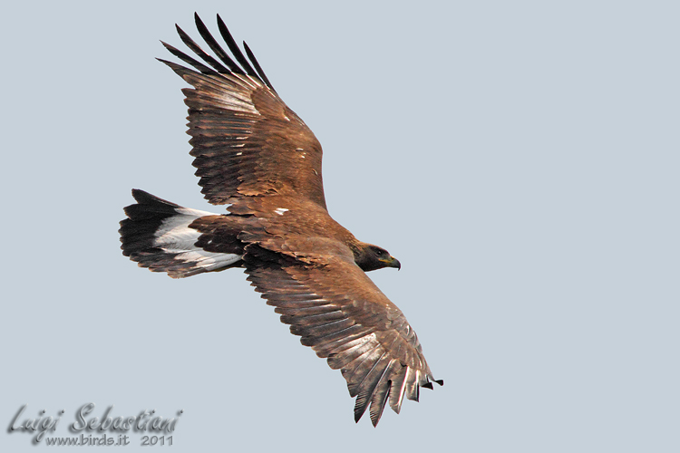 Aguila real
