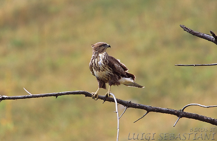 Mäusebussard