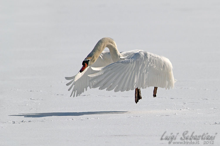 Swan, mute