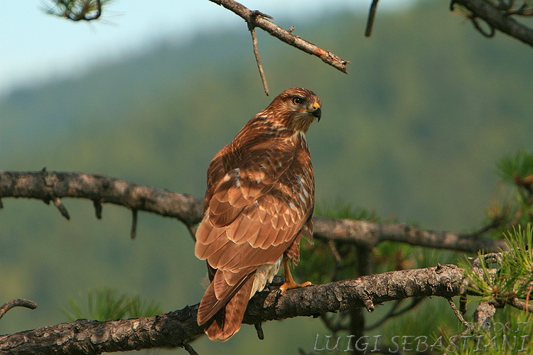 Mäusebussard
