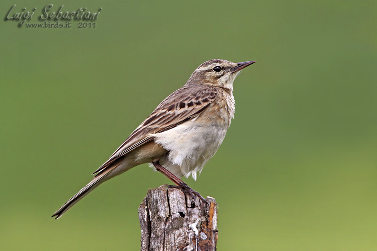 Pipit, tawny