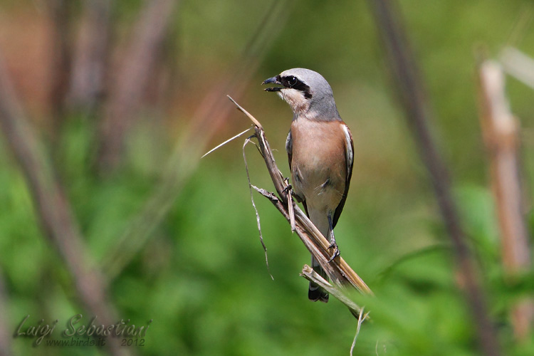 Shrike, red-backed